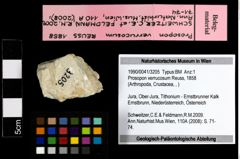 Foto (Objekt + Etiketten) von Prosopon verrucosum (Reuss, 1858) 